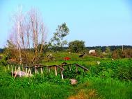 Кустин з panoramio.com