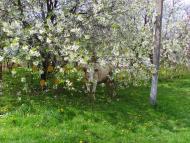 Стрижавка - Останні фото