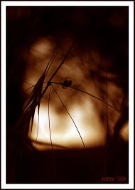 Рибацьке з panoramio.com