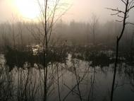 Лісове з panoramio.com