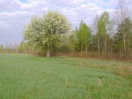 Лісове з panoramio.com