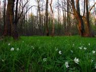 Завій з panoramio.com