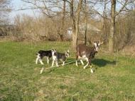 Червоний Кут з panoramio.com