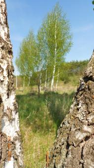 Селище з panoramio.com