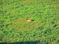 Андріївка з panoramio.com