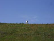 Остап'є з panoramio.com