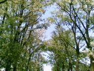 Геча з panoramio.com