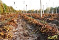 Тепениця з panoramio.com