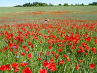 Дибинці з panoramio.com