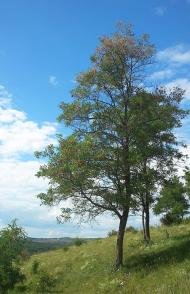 Субіч з panoramio.com