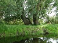 Тарасівка з panoramio.com