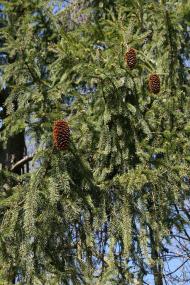 Весна на рідній землі