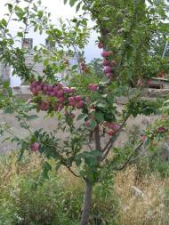 Софіївка з panoramio.com