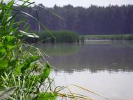 Нехворощ з panoramio.com