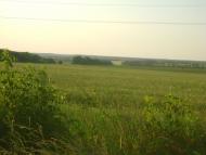 Василівське з panoramio.com