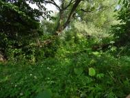 Ступаківка з panoramio.com