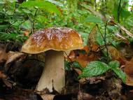 Вістова з panoramio.com