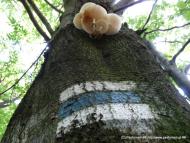 Боберка з panoramio.com - Боберка