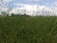 Підвисоке з panoramio.com