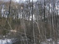 Оржиця з panoramio.com