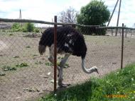 Іванівка з panoramio.com