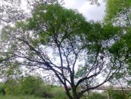 Майдан з panoramio.com