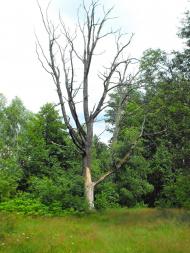 Щербатівка з panoramio.com