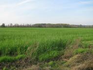 Троянівка з panoramio.com