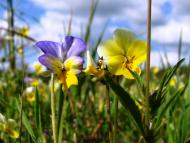 Левичівка з panoramio.com