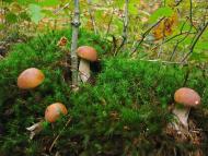 Яворівка з panoramio.com