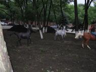 Старі Терни з panoramio.com