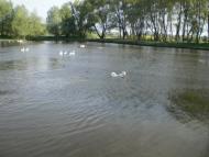 Лихачів з panoramio.com