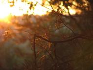 Чайки з panoramio.com