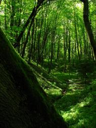 Завій з panoramio.com