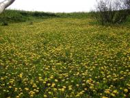 Побірка з panoramio.com