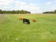 Борівське з panoramio.com