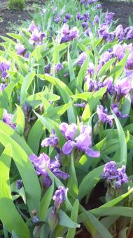 Кекине з panoramio.com