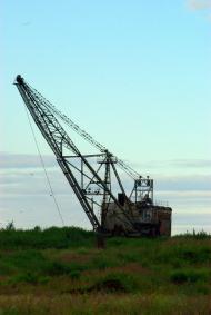 Ліс з panoramio.com