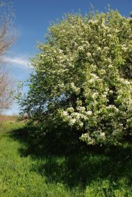 Василівка з panoramio.com