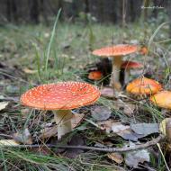 Зачепилівка з panoramio.com