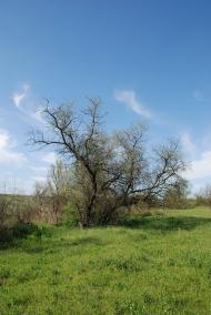 Василівка з panoramio.com