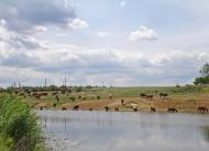 Широчани з panoramio.com