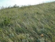 Русько-Орлівка з panoramio.com - Русско-Орловка