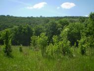 Суржинці з panoramio.com