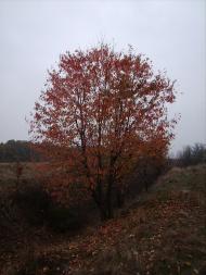 Побірка з panoramio.com