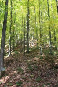 Раково з panoramio.com