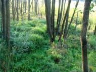 Оржів з panoramio.com