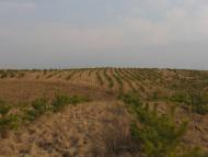 Ярмолинці з panoramio.com