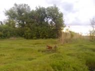 Приовражне з panoramio.com