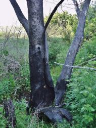 Півче з panoramio.com